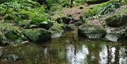 Woodland stream with green mossy stones and ferns