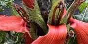 Photo of an exotic-looking plant