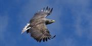 Sea Eagle in Sky