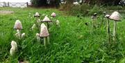 shaggy inkcaps wyeswood (Doug Lloyd)