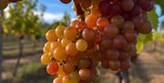 White Castle Vineyard