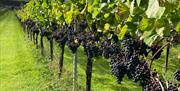 White Castle Vineyard
