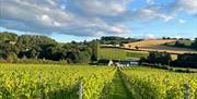 White Castle Vineyard