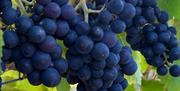 White Castle Vineyard