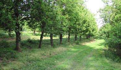 Apple County Cider Orchard