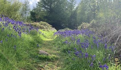 Bluebells at Buckholt Wood