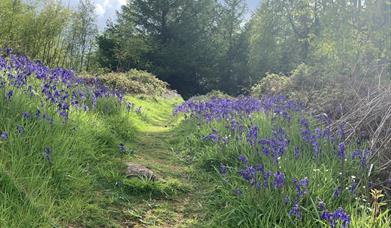 Bluebells at Buckholt Wood