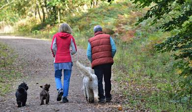 Bumble Netti & Dexter in Chepstow Park Woods