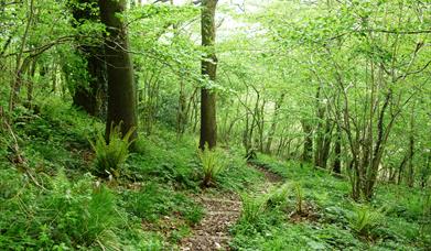 Strawberry Cottage Wood (Gabi Horup)