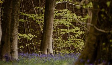 Wentwood Forest