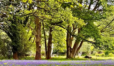 Beacon Hill Bluebells