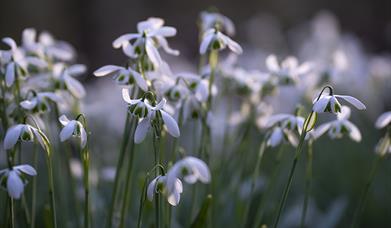 Snowdrops