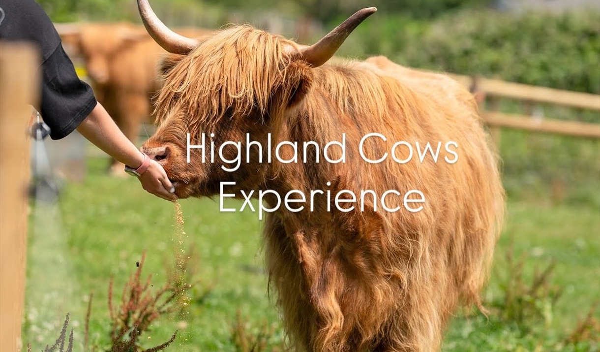 Lower House Farm highland cow Lower House Farm highland cow