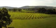 Ancre Hill Vineyard
