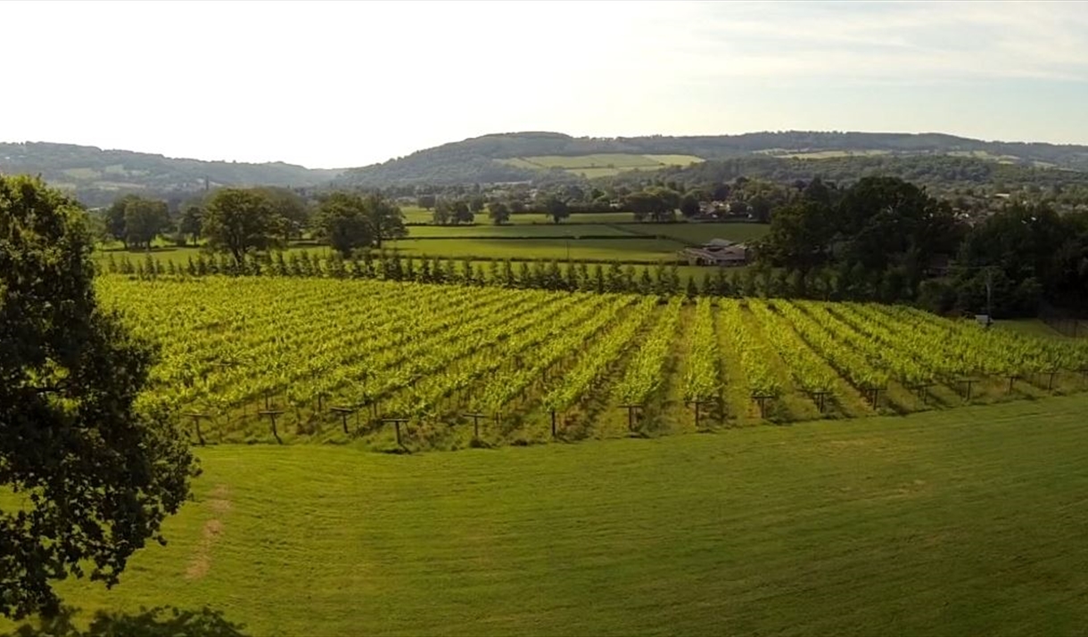 Ancre Hill Vineyard