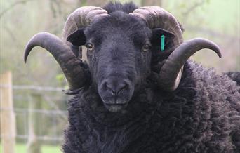 Black Welsh Lamb