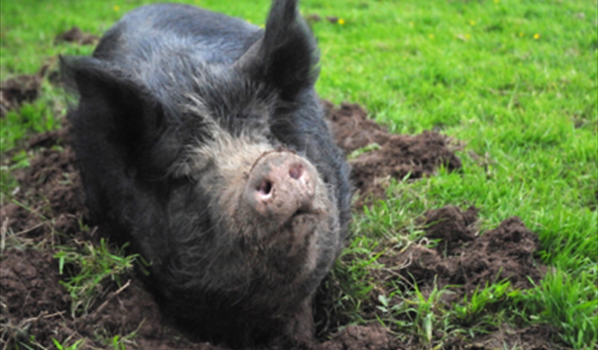 Learn to keep pigs at Humble by nature Kate Humble's farm