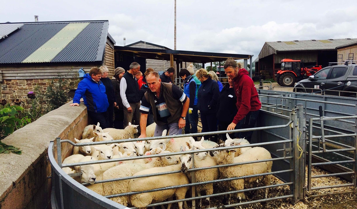 learn to keep sheep at humble by nature kate humble's farm