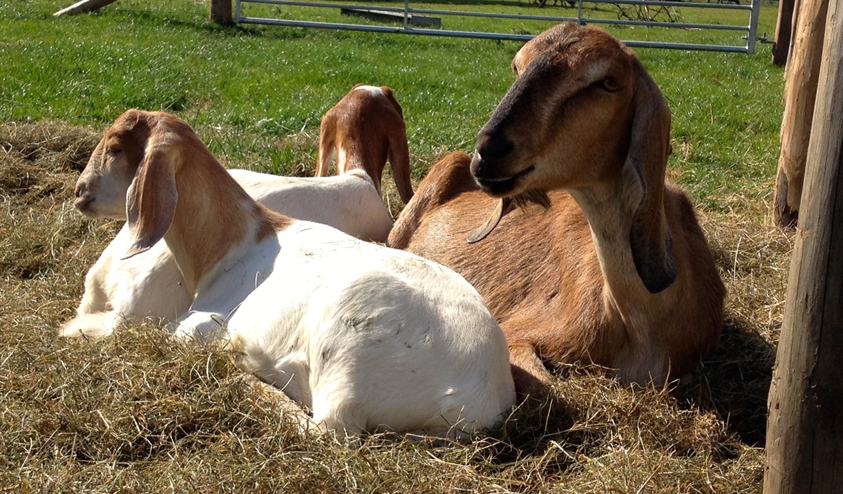 Learn to keep goats at Humble by Nature Kate Humble's farm