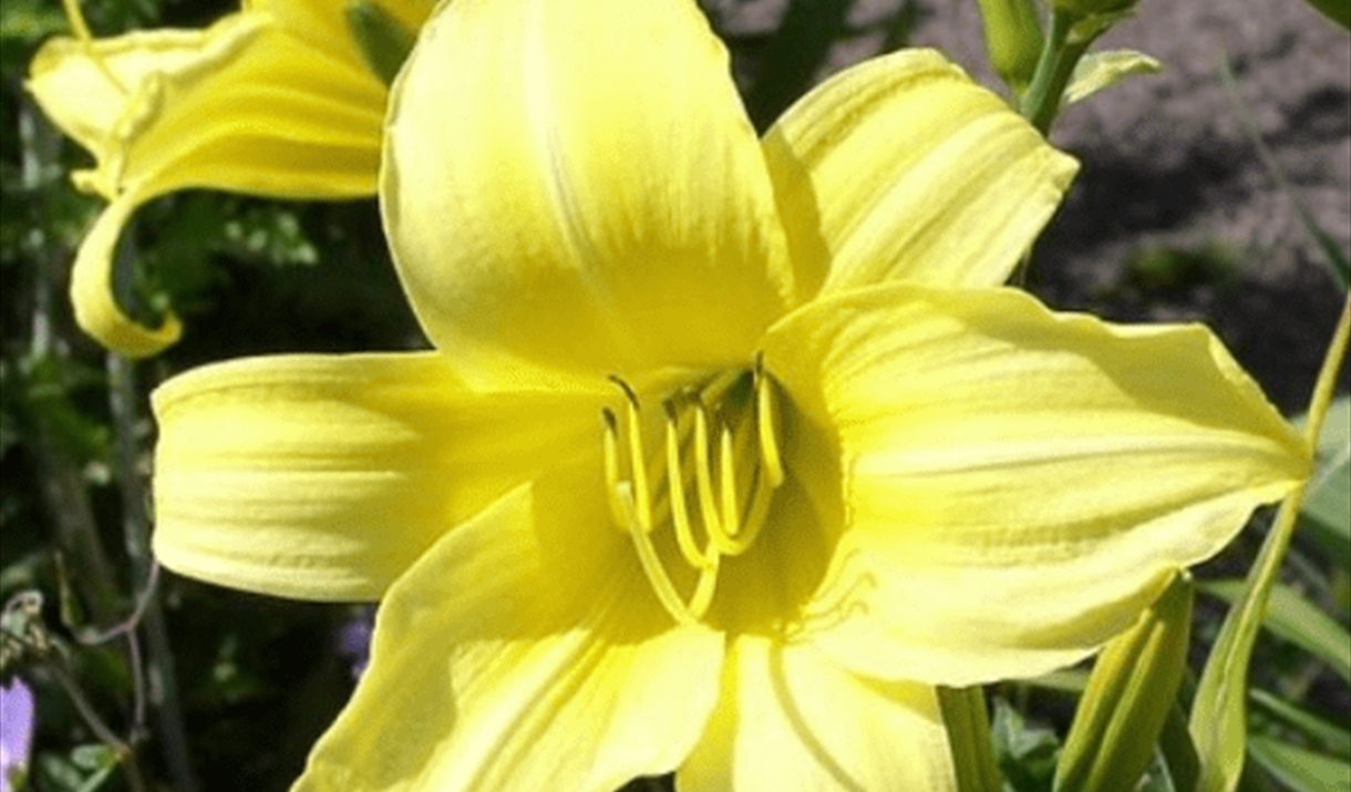 Photo of yellow Hemerocallis flowers