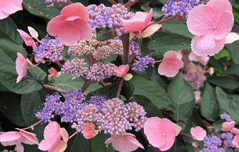 Photo of a pink and blue hydrangea