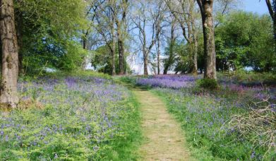 National Trust - Path through Coed-y-Bwnydd bluebells