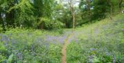 National Trust Coed-y-Bwnydd bluebells