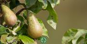 Orchard Pears 5th August