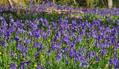Prisk Wood, Spring walk (Hamish Blair) (4)