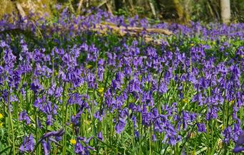 Prisk Wood, Spring walk (Hamish Blair) (4)