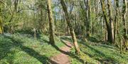 Prisk Wood, Spring walk (Hamish Blair) (7)
