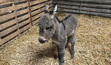 Raglan Farm Park Donkey