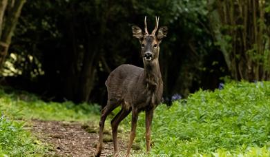 Roe Deer Buck, Rogiet Poorlands (Conrad Petersen)