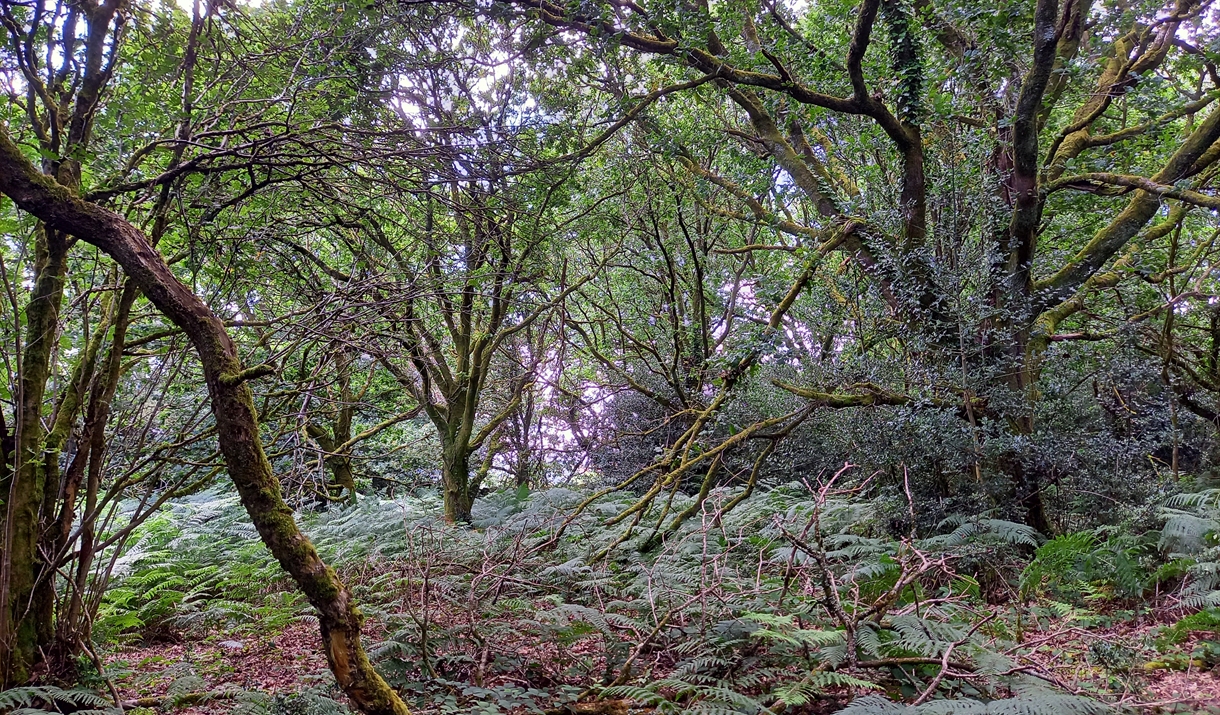 The Wern woods,  (Kath Beasley)