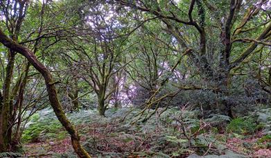 The Wern woods,  (Kath Beasley)