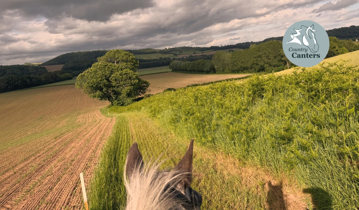 horse in a field taken from horse back looking between horses ears in monmouthshire landscape horse in a field taken from horse back looking between horses ears in monmouthshire landscape