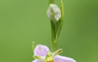 bee orchid on Dixton embankment Monmouth (Chris Deeney)