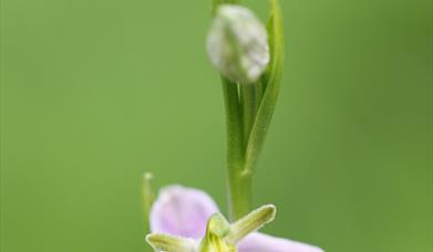 bee orchid on Dixton embankment Monmouth (Chris Deeney)