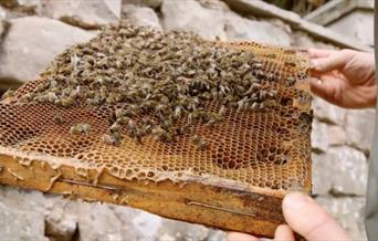 sustainable bee-keeping at humble by nature kate humble's farm