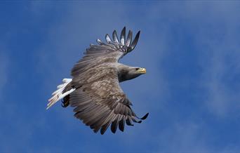Sea Eagle in Sky