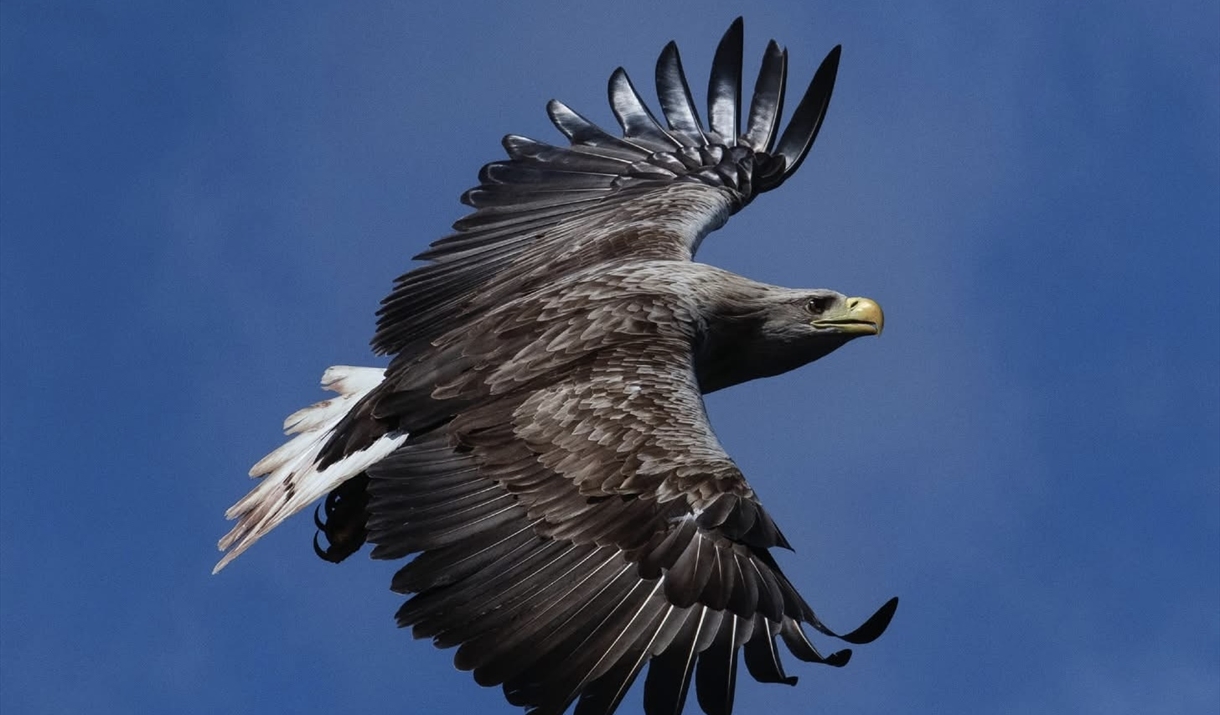 White tailed eagle looking magnificent against a blue sky White tailed eagle looking magnificent against a blue sky