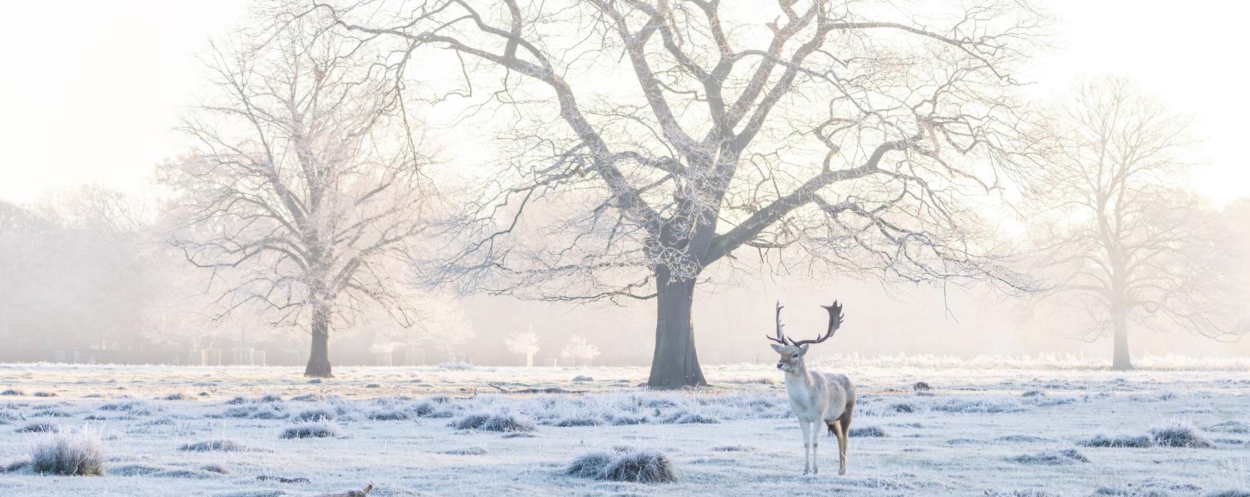 An image of a deer during Winter in Bushy Park