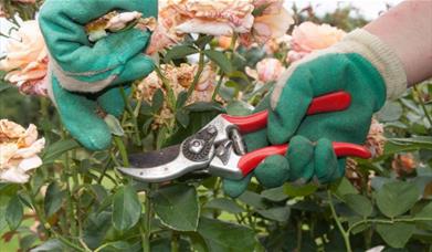 Pruning workshop