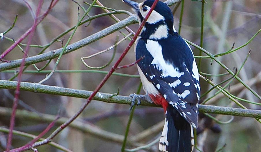 Great Spotted Woodpecker