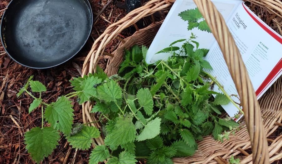 Wetland Wellbeing Workshop- Forest Feast, Nettles and Friends