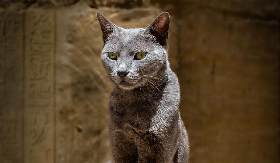 image by Martin Hodgkinson