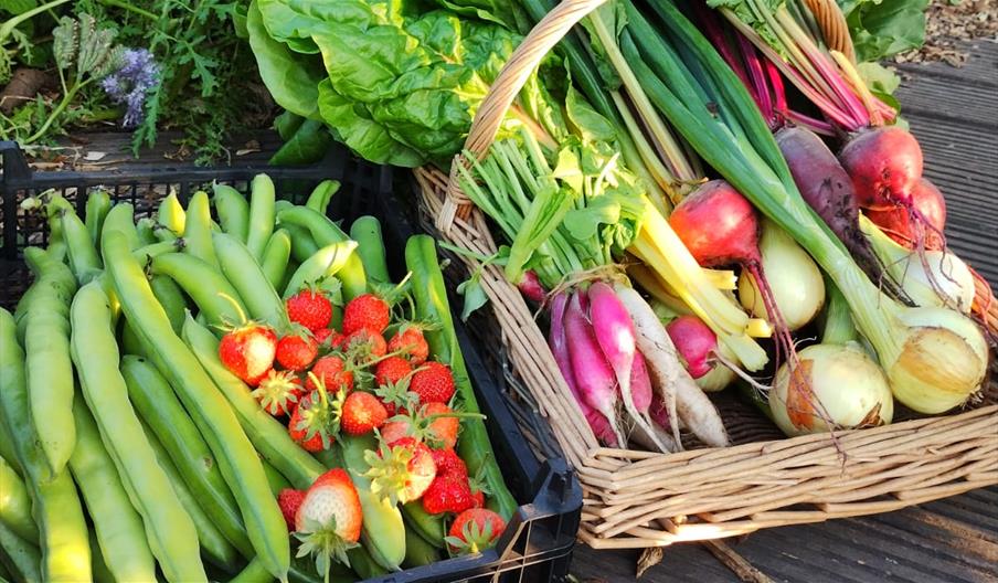 Produce grown and harvested for the local food bank