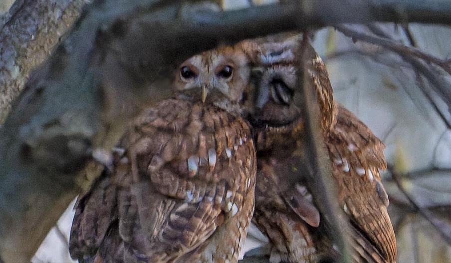 Tawny Owls