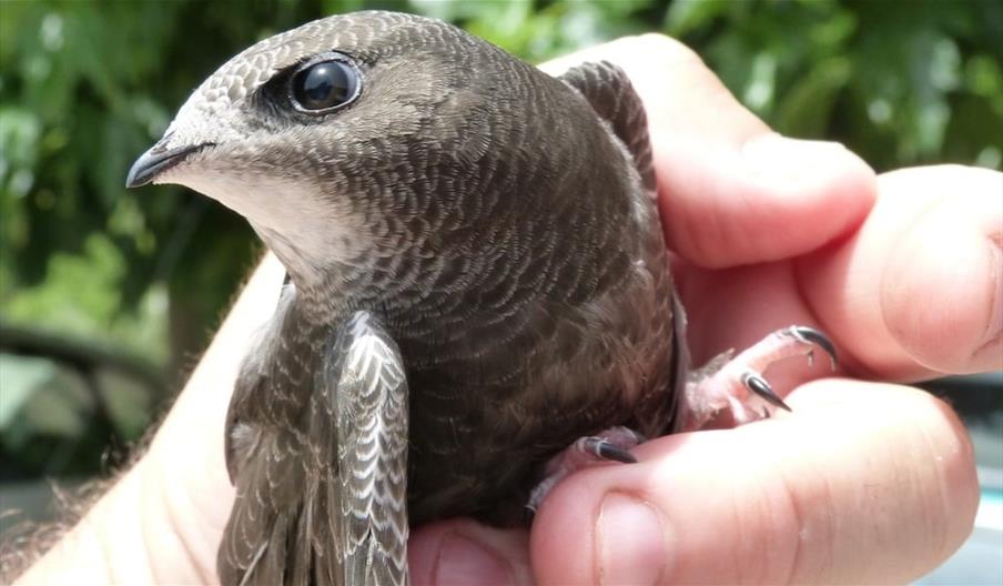 A swift