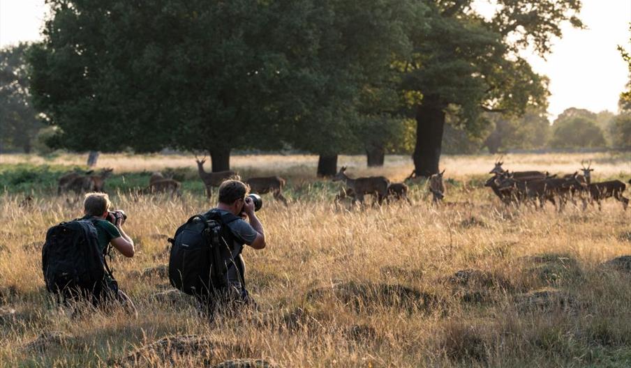 Richmond Park, London: Sunset Wildlife Photography Workshop